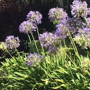 Meet your Posher, Paula